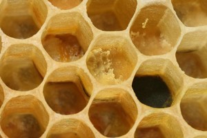 Panal de Miel - Honeypot