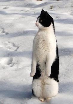 gato_pingüino